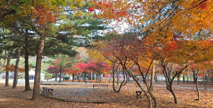 인생의 가을, 심는 대로 거둔다. '꿀 차 한 잔의 기적'